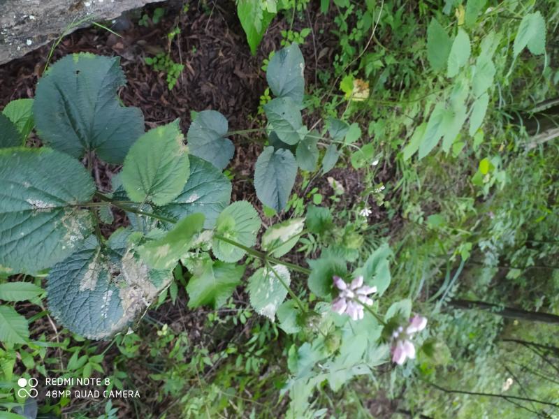 贵州毕节古夜郎大地野生中药材糙苏山苏子四楞麻