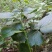 贵州毕节古夜郎大地野生中药材糙苏山苏子四楞麻
