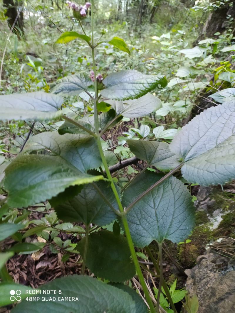 贵州毕节古夜郎大地野生中药材糙苏山苏子四楞麻