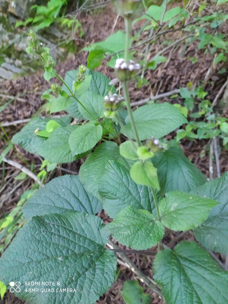 贵州毕节古夜郎大地野生中药材糙苏山苏子四楞麻