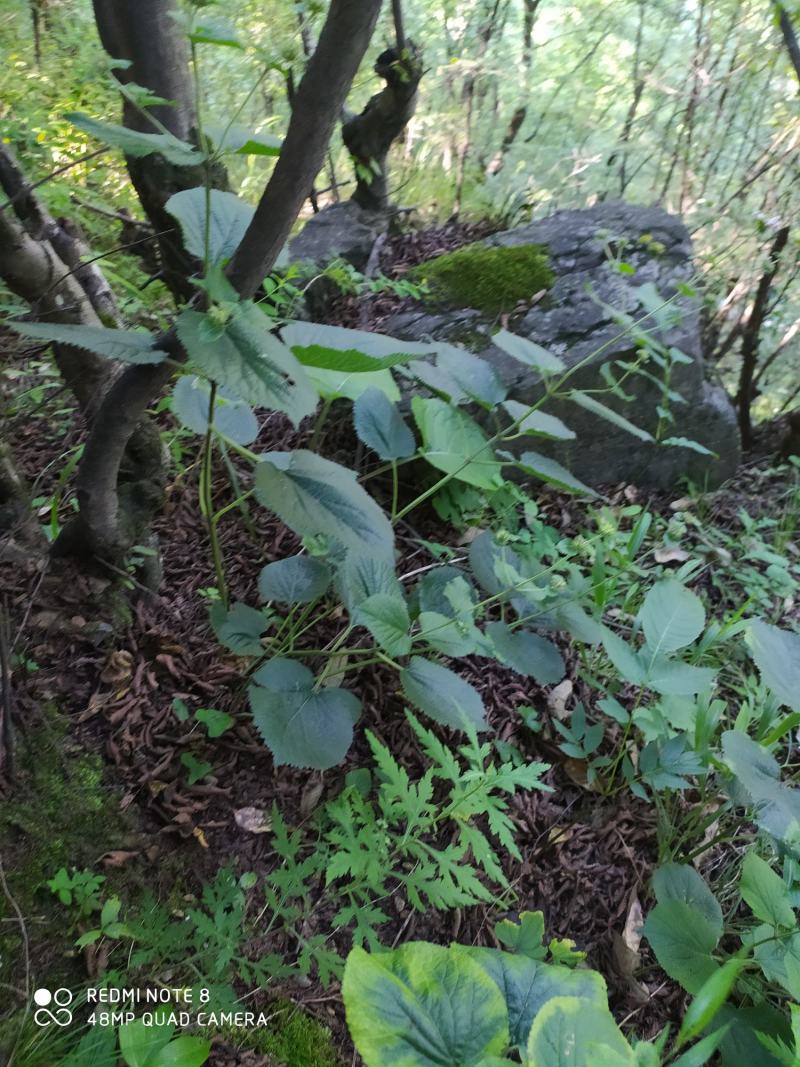贵州毕节古夜郎大地野生中药材糙苏山苏子四楞麻