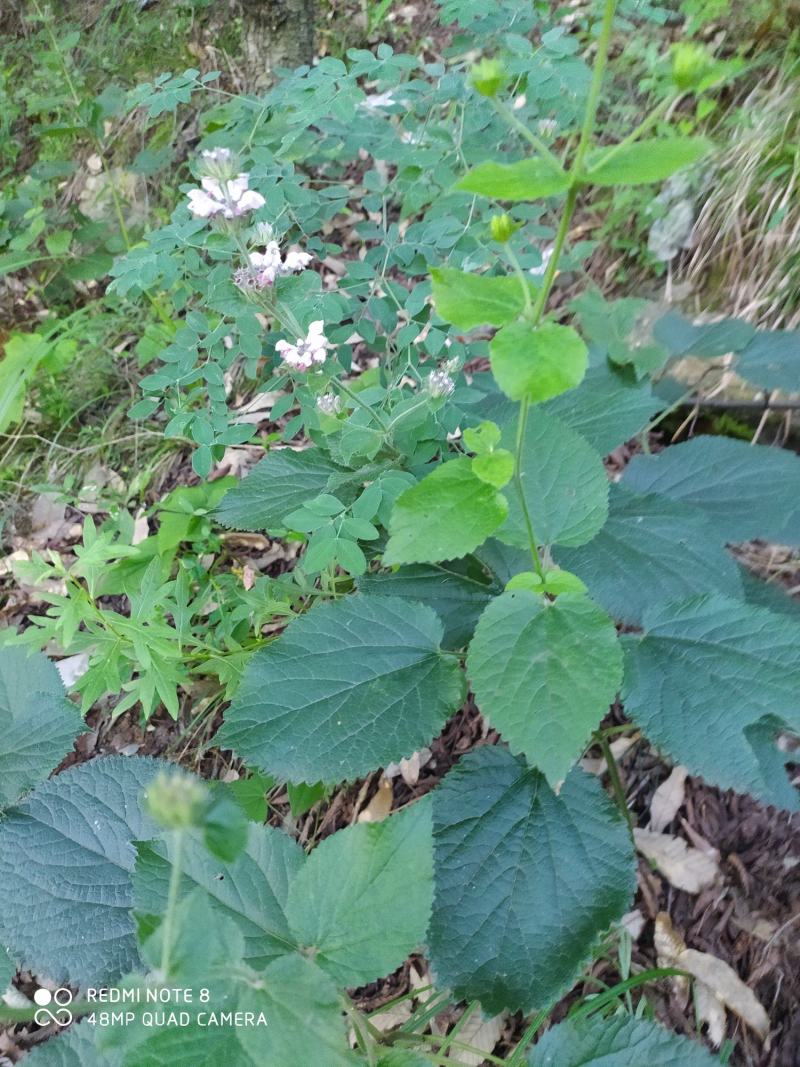 贵州毕节古夜郎大地野生中药材糙苏山苏子四楞麻