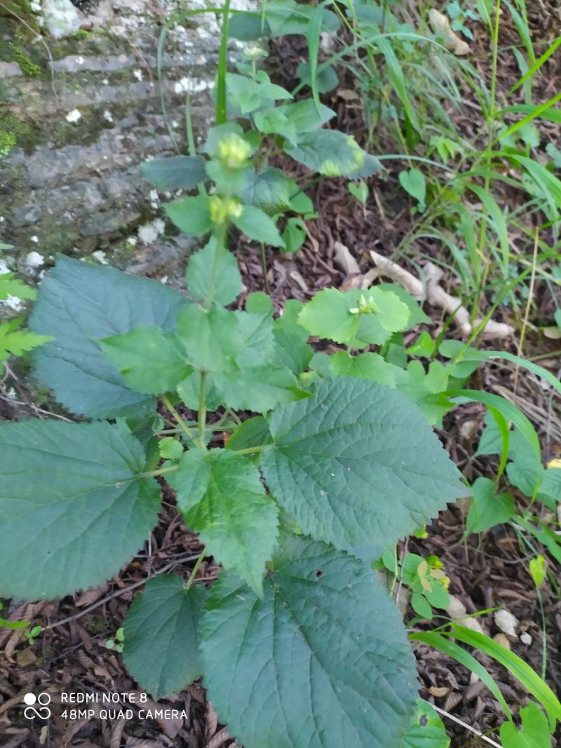 贵州毕节古夜郎大地野生中药材糙苏山苏子四楞麻