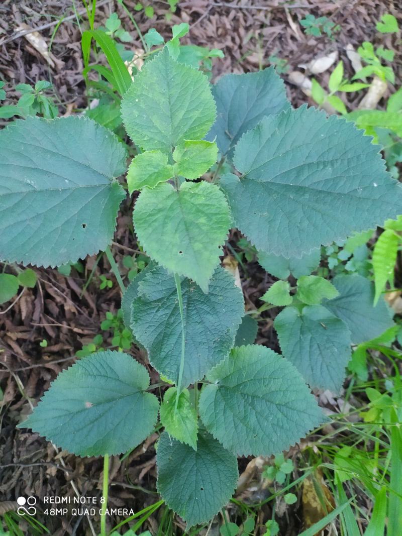 贵州毕节古夜郎大地野生中药材糙苏山苏子四楞麻