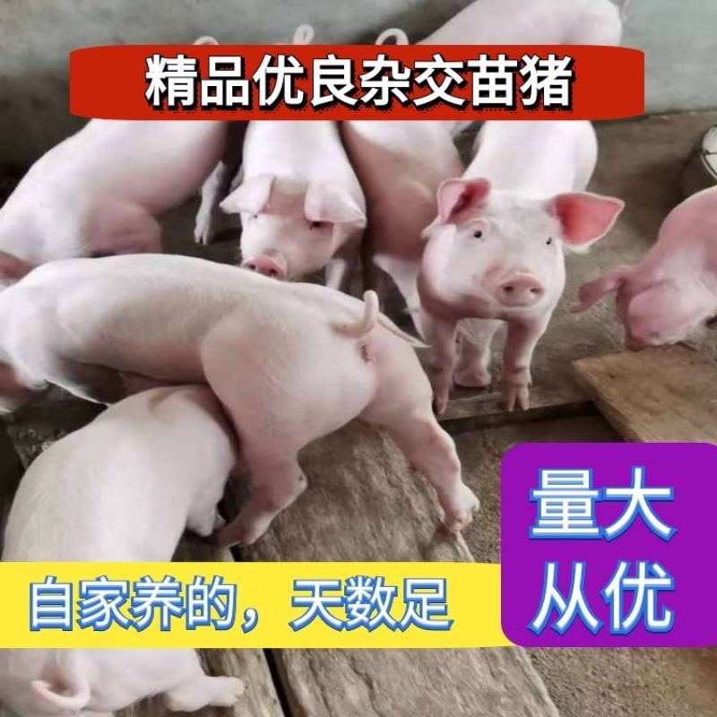 长白仔猪长年供应保送到家货源充足防疫严格