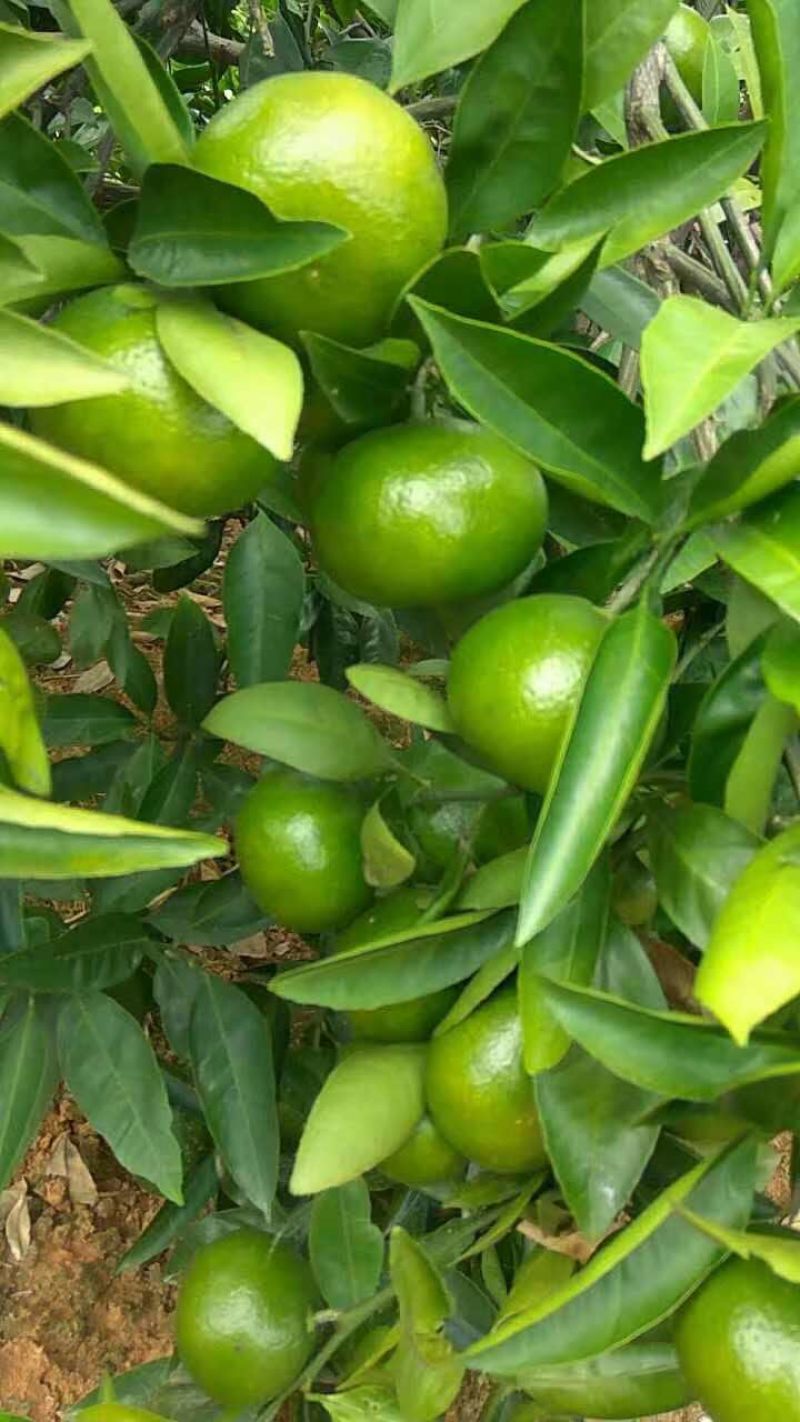 江西蜜桔，普早蜜桔，特早蜜橘货源直销欢迎，新老客户来购