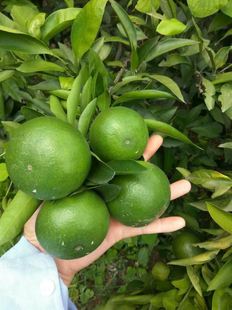 江西蜜桔，普早蜜桔，特早蜜橘货源直销欢迎，新老客户来购