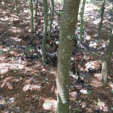 大量出售云南樱花自己家的基地20000棵左右