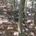 大量出售云南樱花自己家的基地20000棵左右