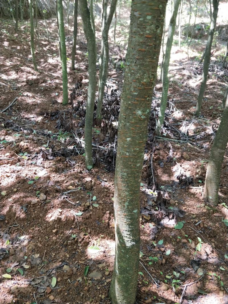 大量出售云南樱花自己家的基地20000棵左右