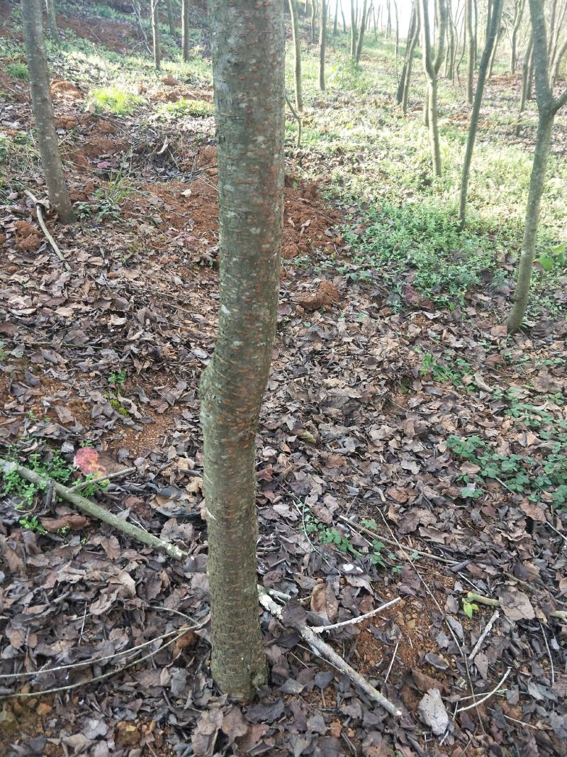 大量出售云南樱花自己家的基地20000棵左右
