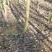 大量出售云南樱花自己家的基地20000棵左右