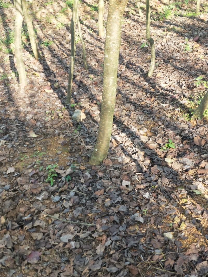 大量出售云南樱花自己家的基地20000棵左右