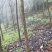 大量出售云南樱花自己家的基地20000棵左右
