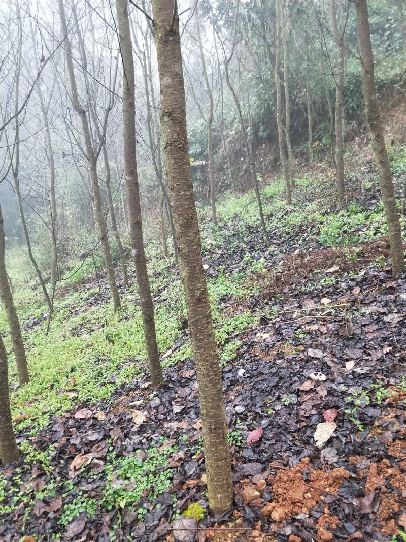 大量出售云南樱花自己家的基地20000棵左右