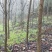 大量出售云南樱花自己家的基地20000棵左右
