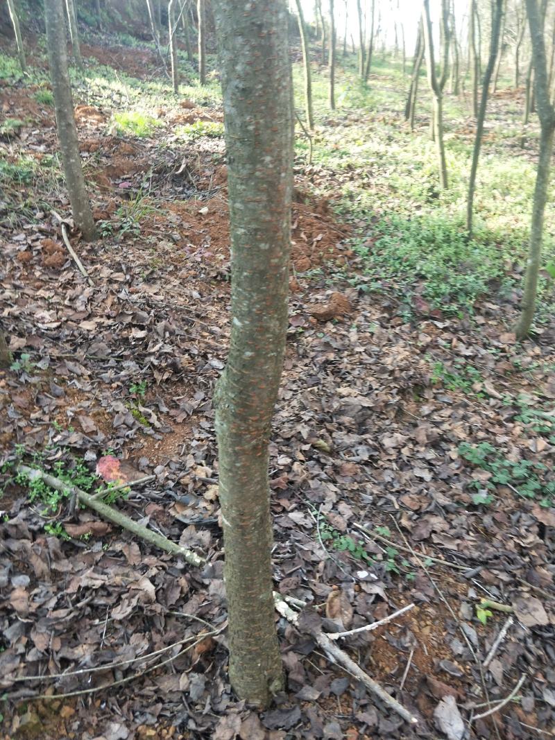 大量出售云南樱花自己家的基地20000棵左右