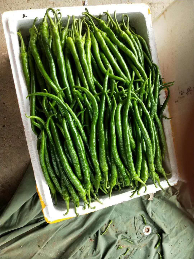 甘肃靖远优质线椒15公分，货量足