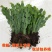 蟹爪兰盆栽大苗带根室内阳台绿植多色花卉多肉植物四季开花包