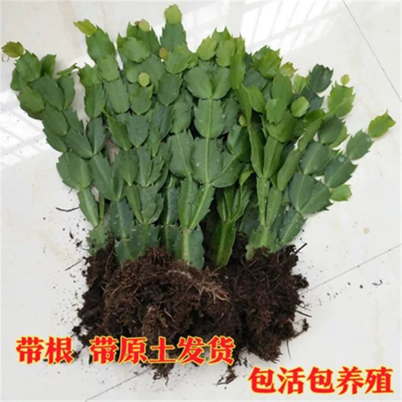 蟹爪兰盆栽大苗带根室内阳台绿植多色花卉多肉植物四季开花包