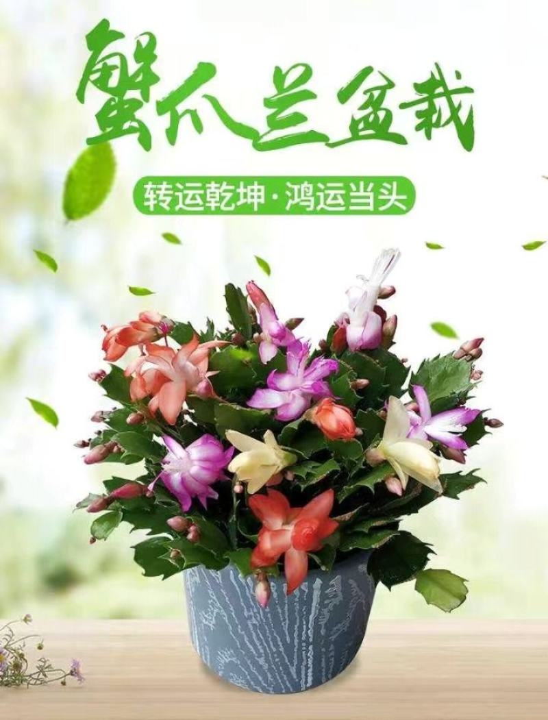 蟹爪兰盆栽大苗带根室内阳台绿植多色花卉多肉植物四季开花包