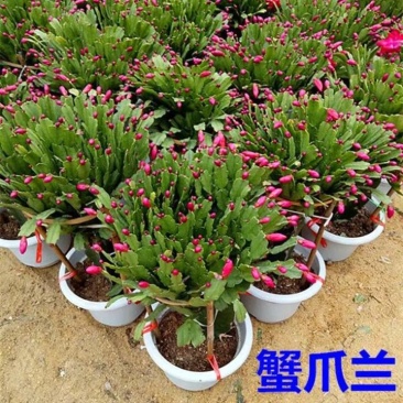 蟹爪兰盆栽大苗带根室内阳台绿植多色花卉多肉植物四季开花包
