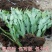 蟹爪兰盆栽大苗带根室内阳台绿植多色花卉多肉植物四季开花包