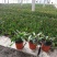蟹爪兰盆栽大苗带根室内阳台绿植多色花卉多肉植物四季开花包