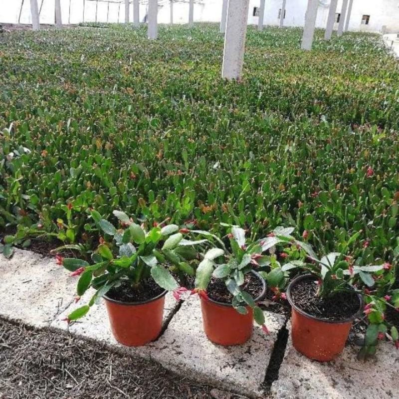 蟹爪兰盆栽大苗带根室内阳台绿植多色花卉多肉植物四季开花包