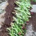 蟹爪兰盆栽大苗带根室内阳台绿植多色花卉多肉植物四季开花包
