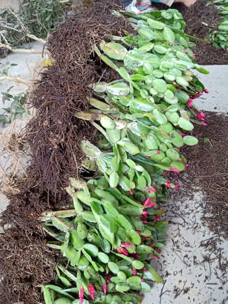 蟹爪兰盆栽大苗带根室内阳台绿植多色花卉多肉植物四季开花包