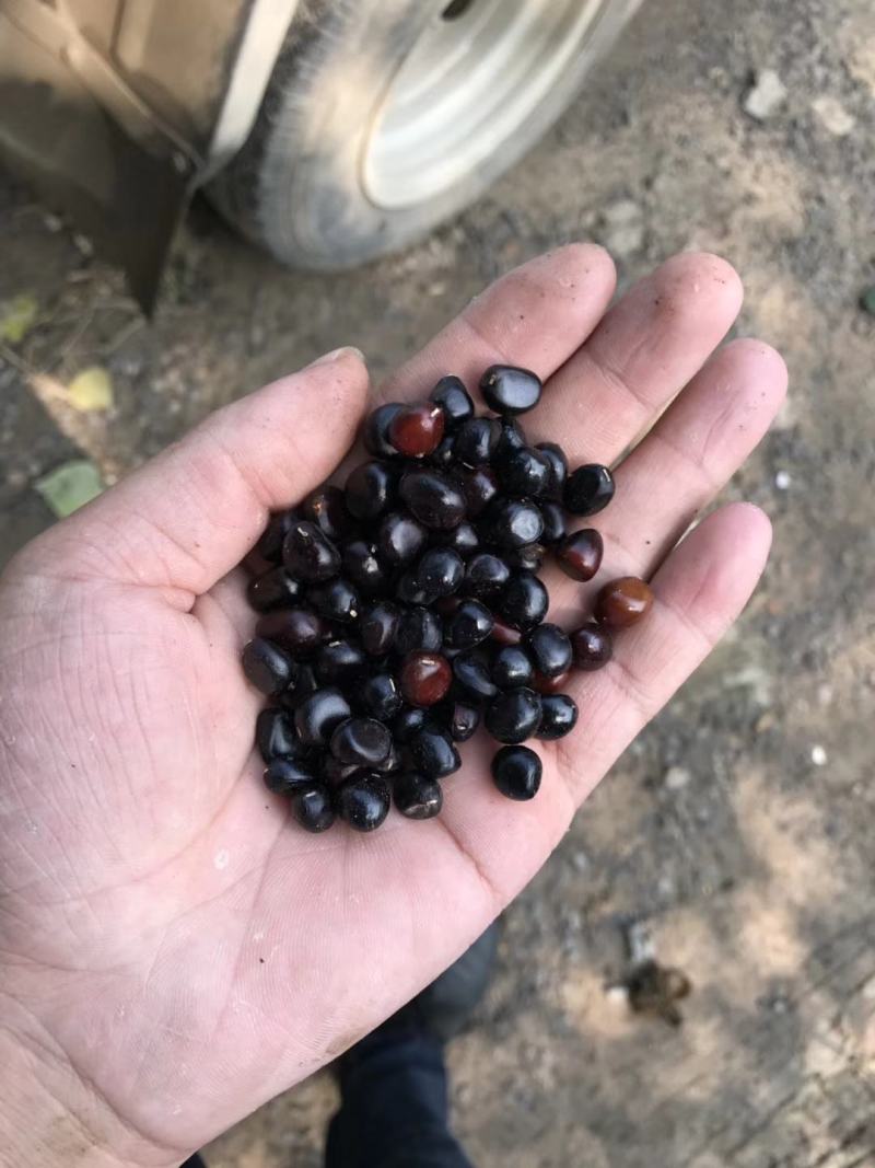 山西油用牡丹角，山西油用牡丹籽，