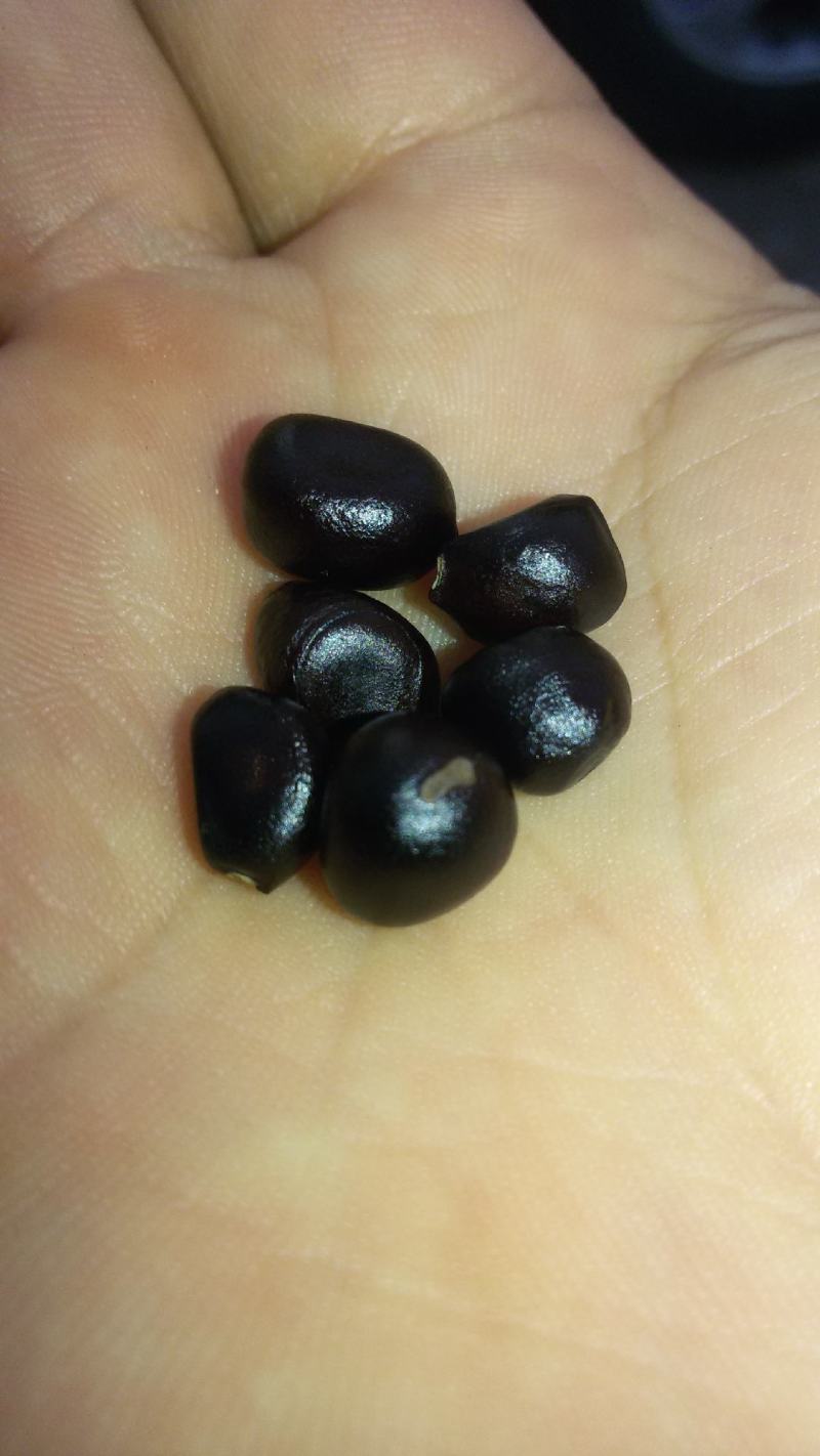 山西油用牡丹角，山西油用牡丹籽，