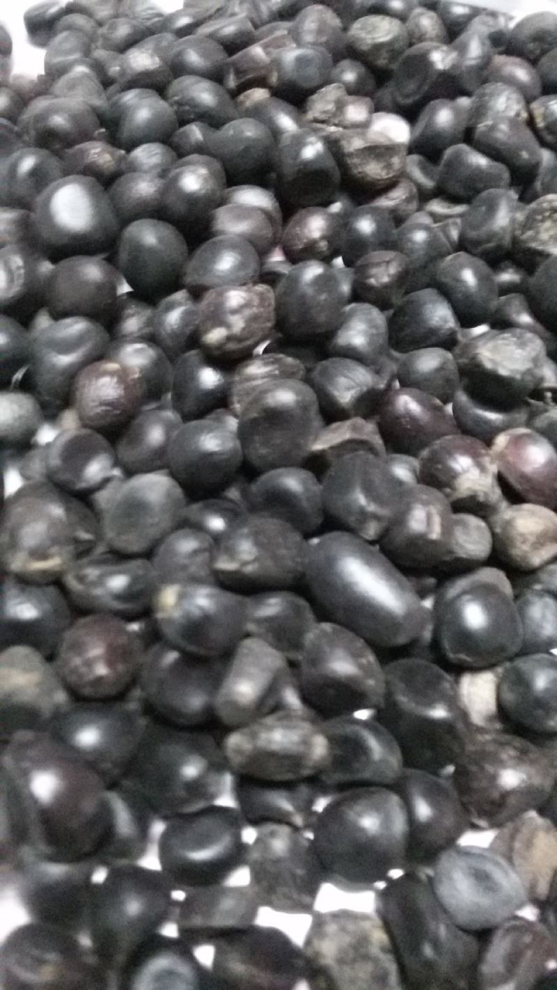 山西油用牡丹角，山西油用牡丹籽，