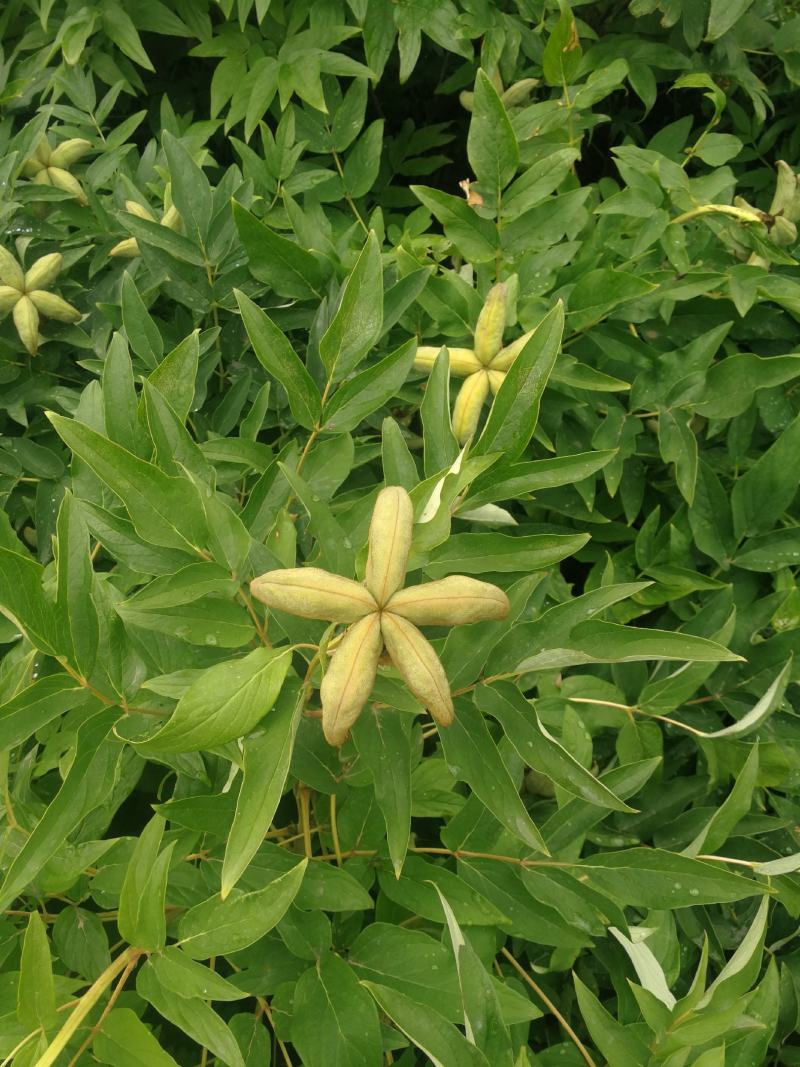 山西油用牡丹角，山西油用牡丹籽，