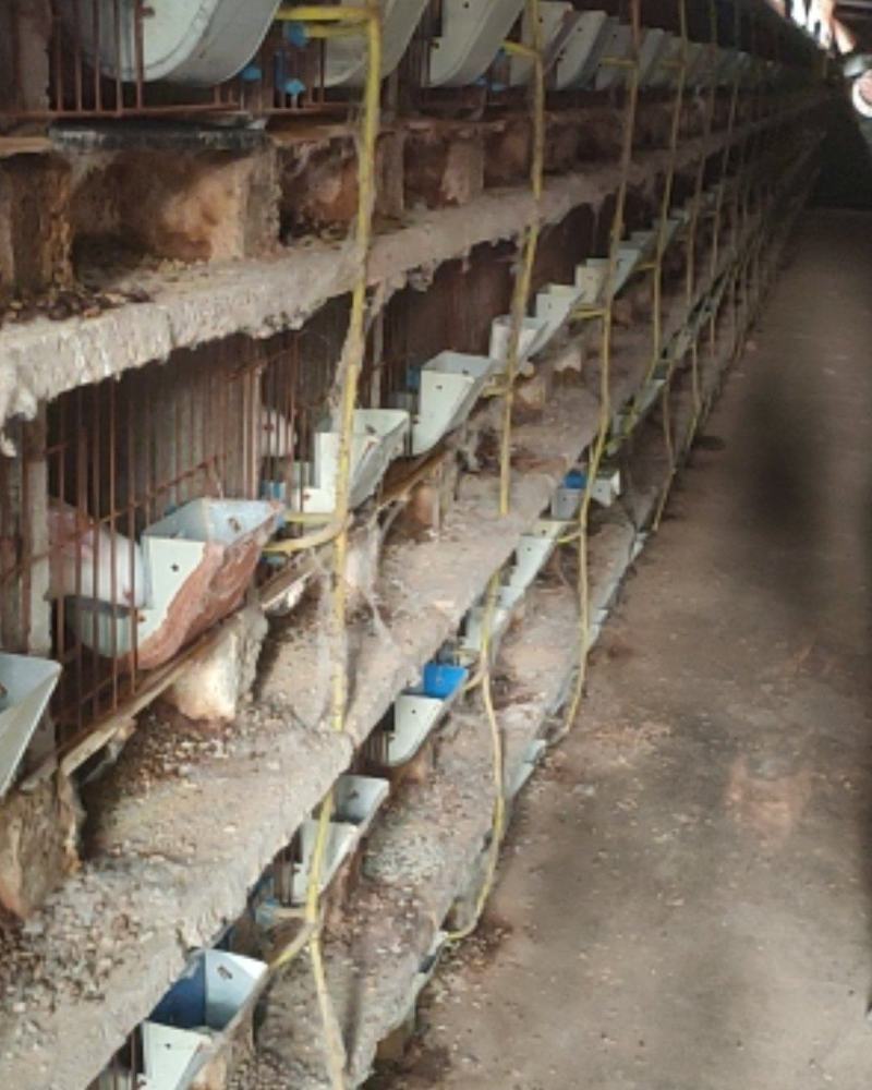 【热卖】牛粪发酵牛粪有机肥料货量充足基地直销