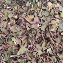 桑寄生【包邮】三斤起发货可批量可零售量大从优