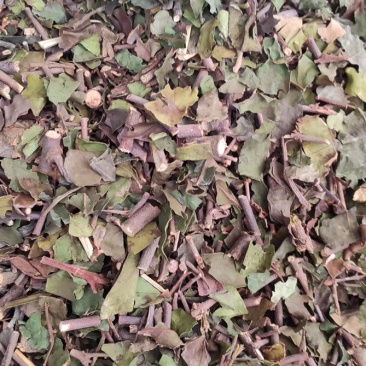 桑寄生【包邮】三斤起发货可批量可零售量大从优