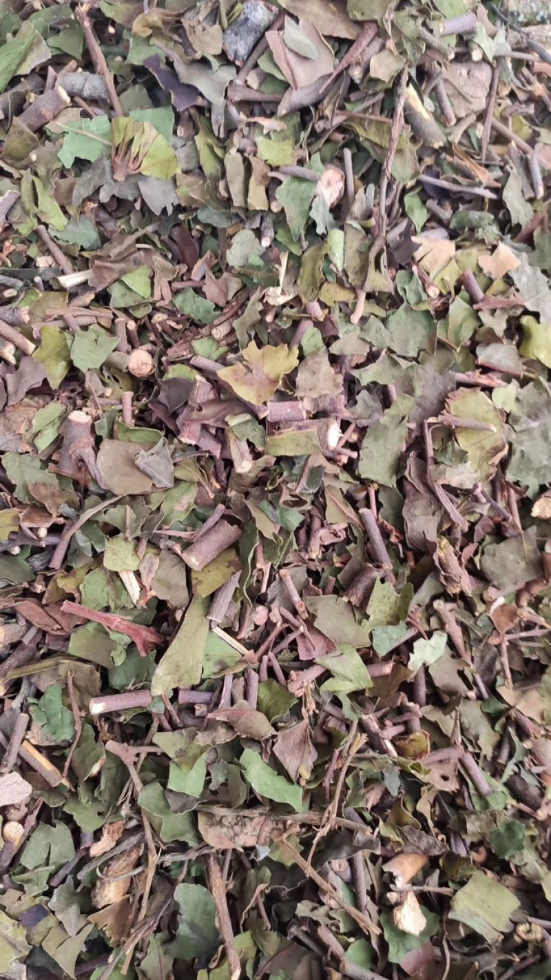 桑寄生【包邮】三斤起发货可批量可零售量大从优