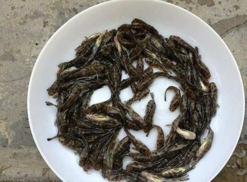 【热卖】黄辣丁苗，送货上门，质量保证，提供技术指导