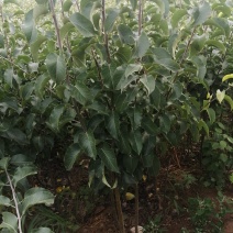 3年生苹果梨苗大量出售