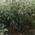 3年生苹果梨苗大量出售