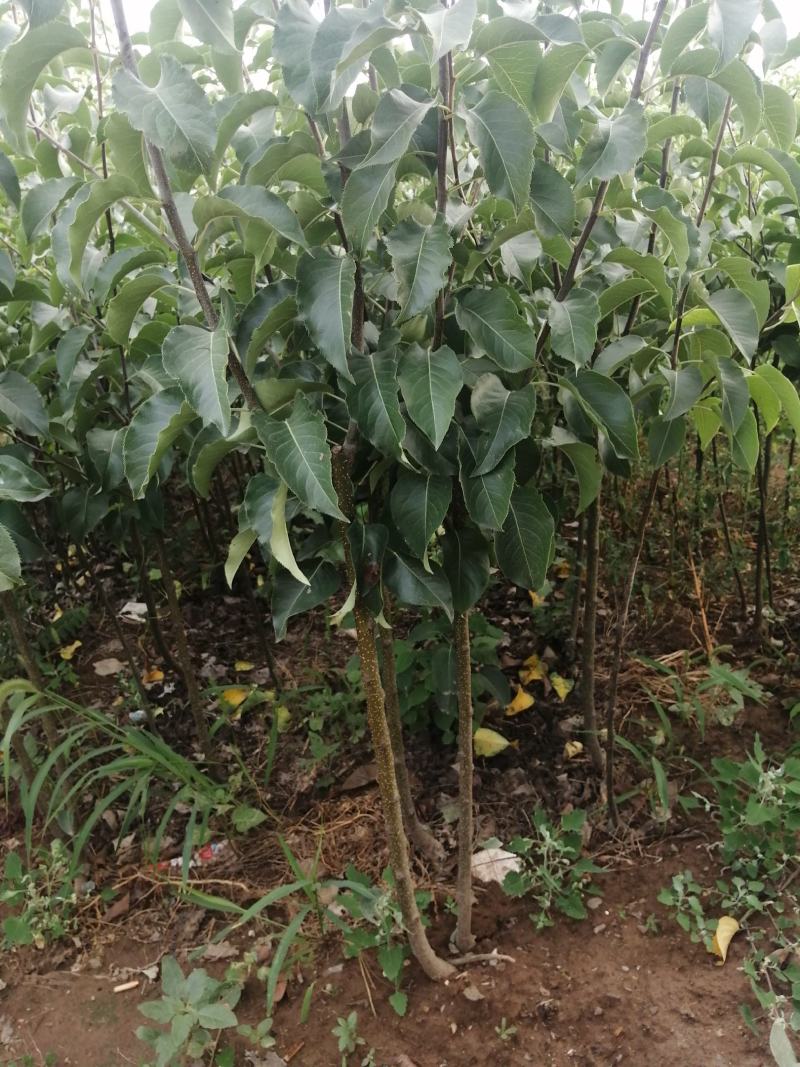 3年生苹果梨苗大量出售