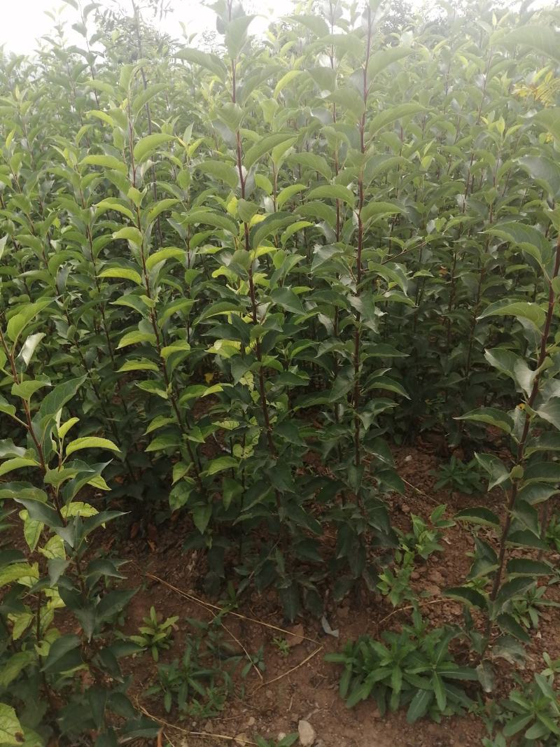 寒富苹果苗杯苗大量出售