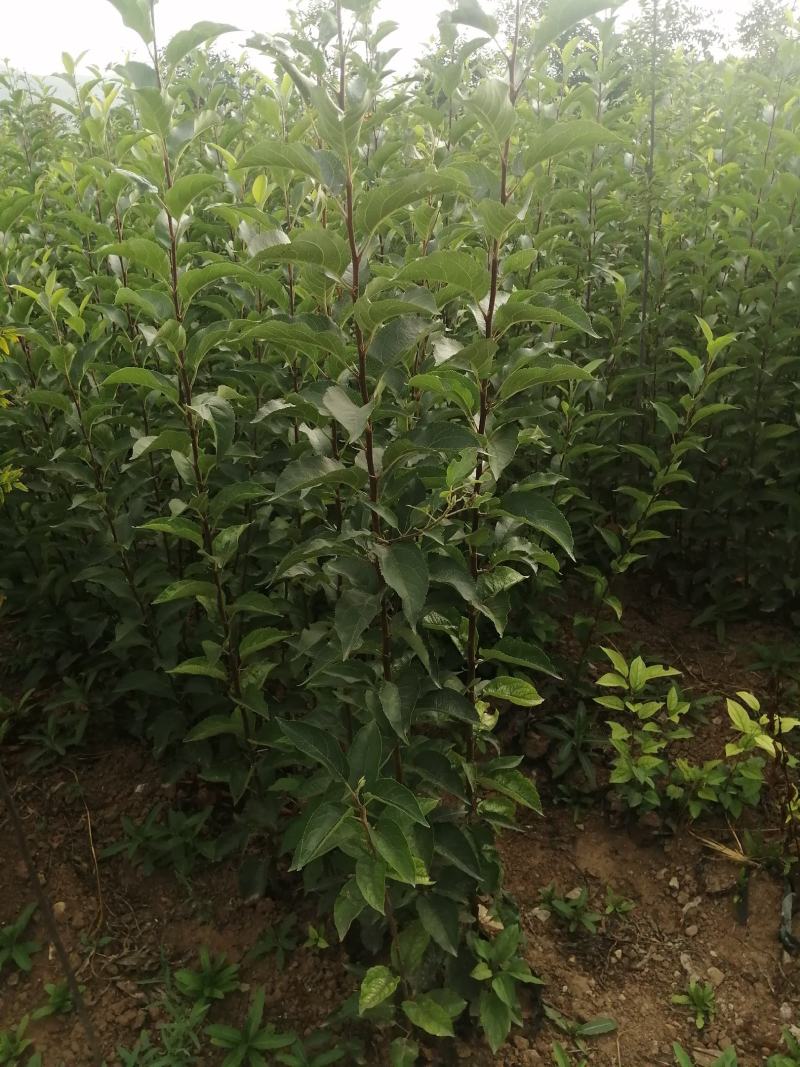 寒富苹果苗杯苗大量出售