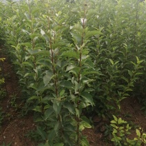 寒富苹果苗杯苗大量出售