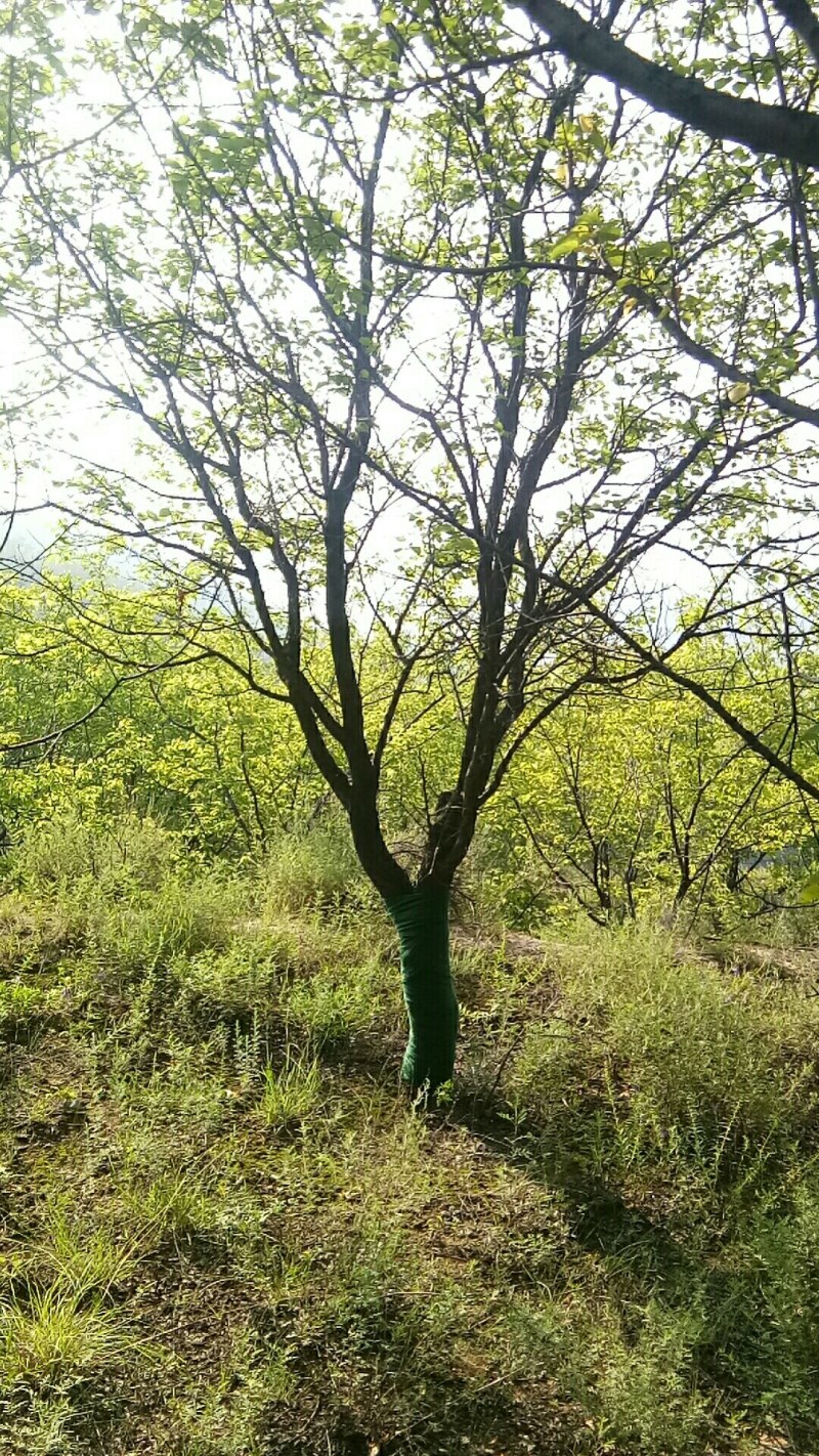 山杏树，树形优美，大量出售，质量保障