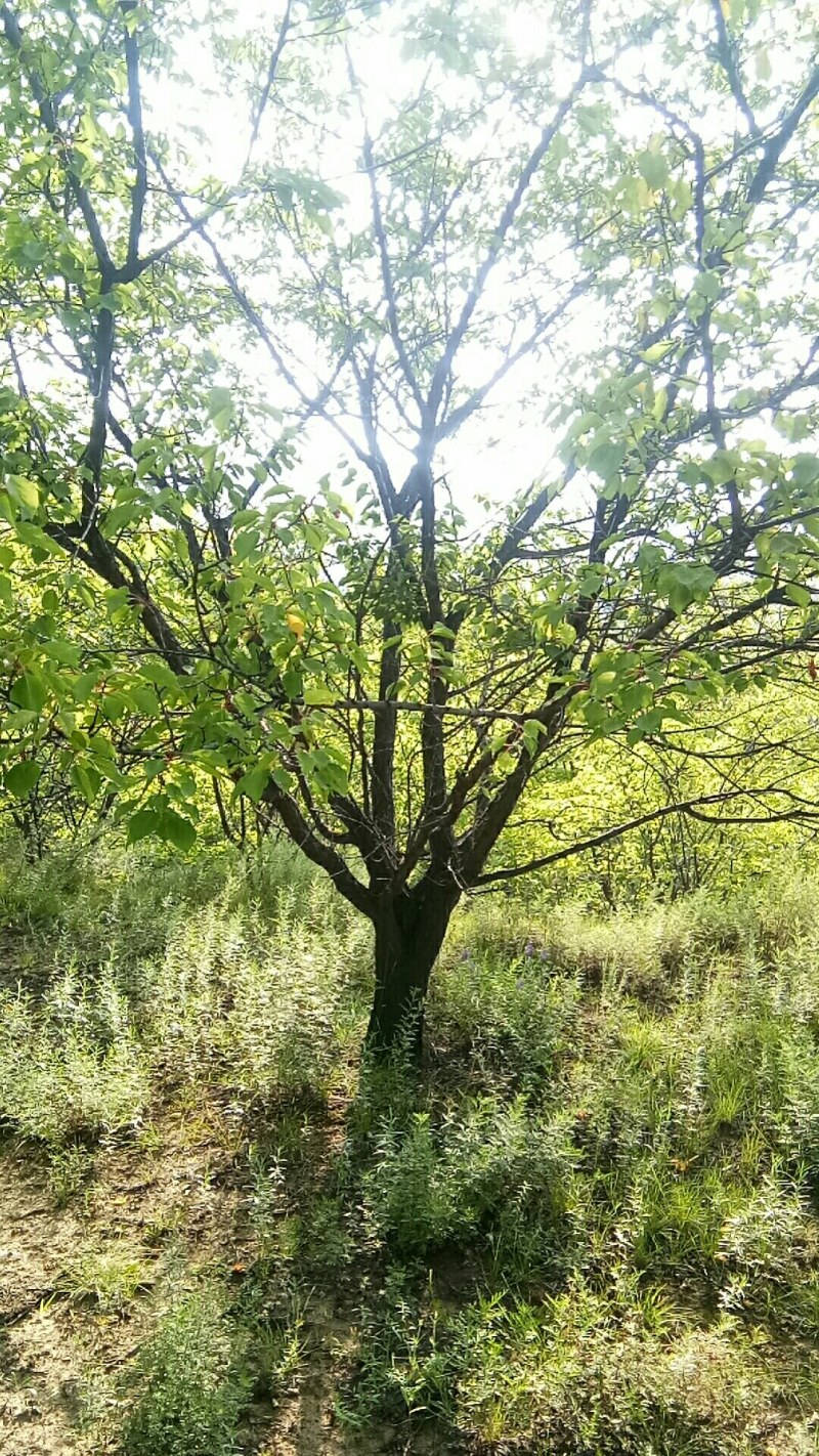 山杏树，树形优美，大量出售，质量保障