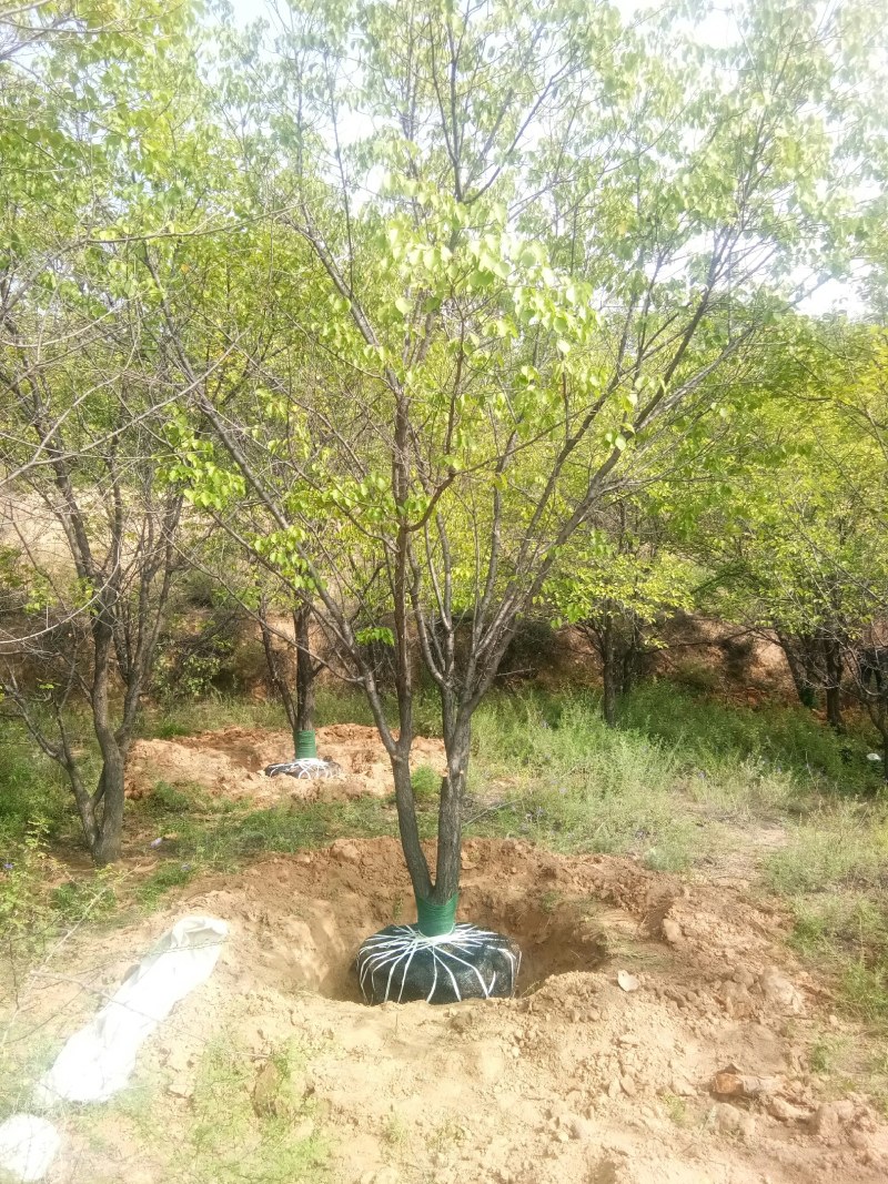 山杏树，树形优美，大量出售，质量保障