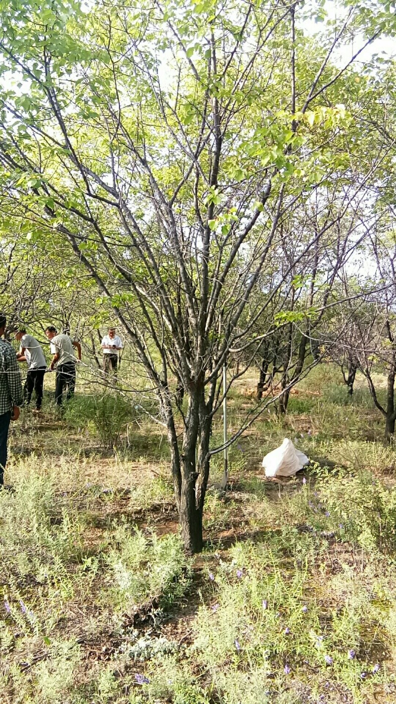 山杏树，树形优美，大量出售，质量保障